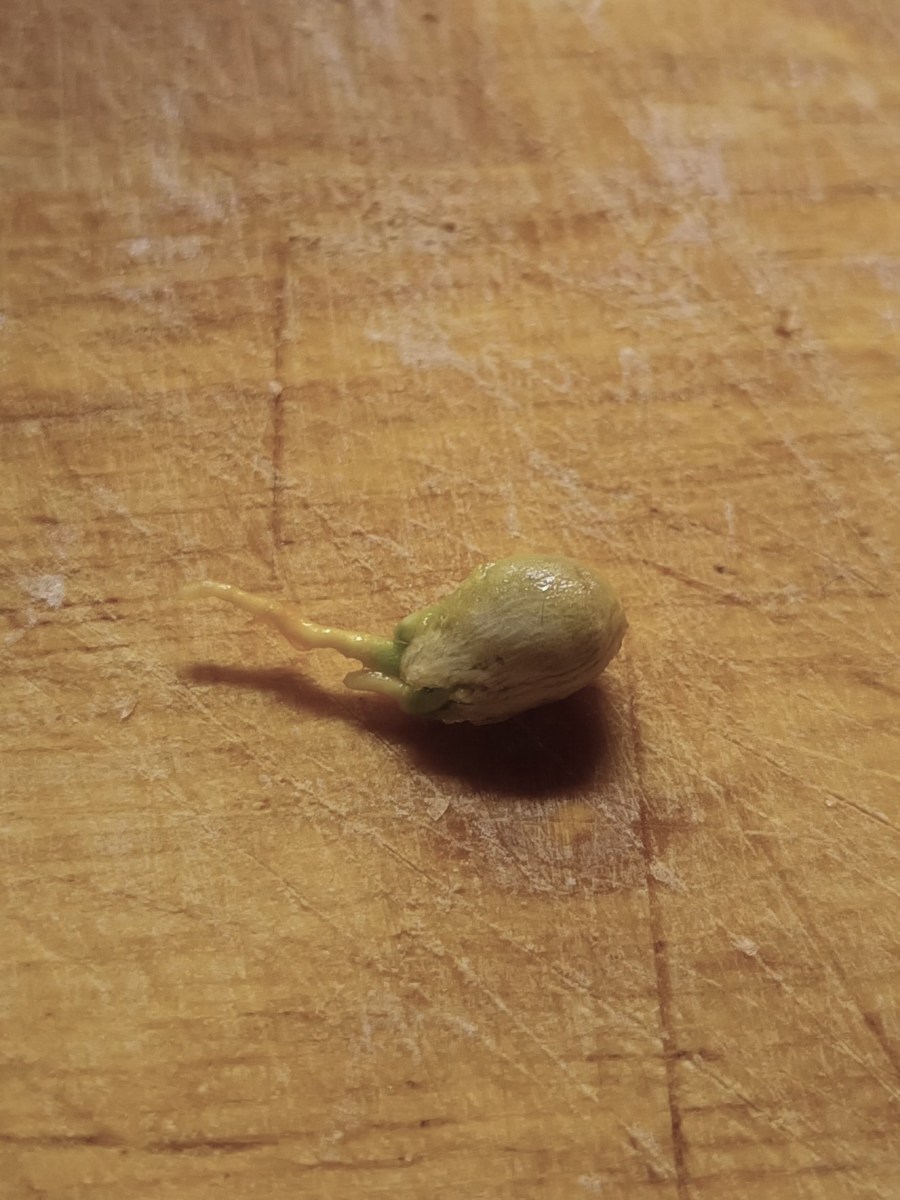 The Breakfast Martini