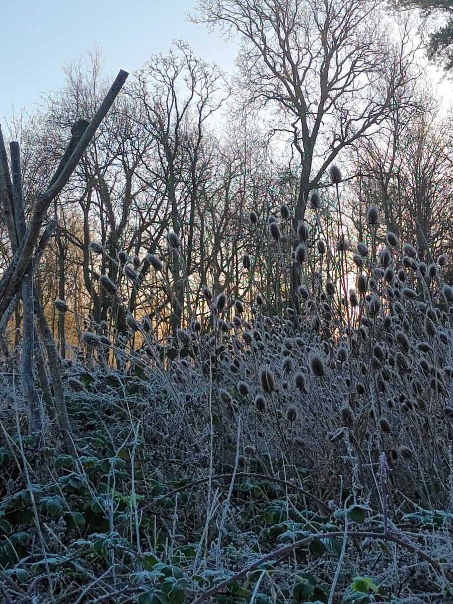 Introductory Miscellany