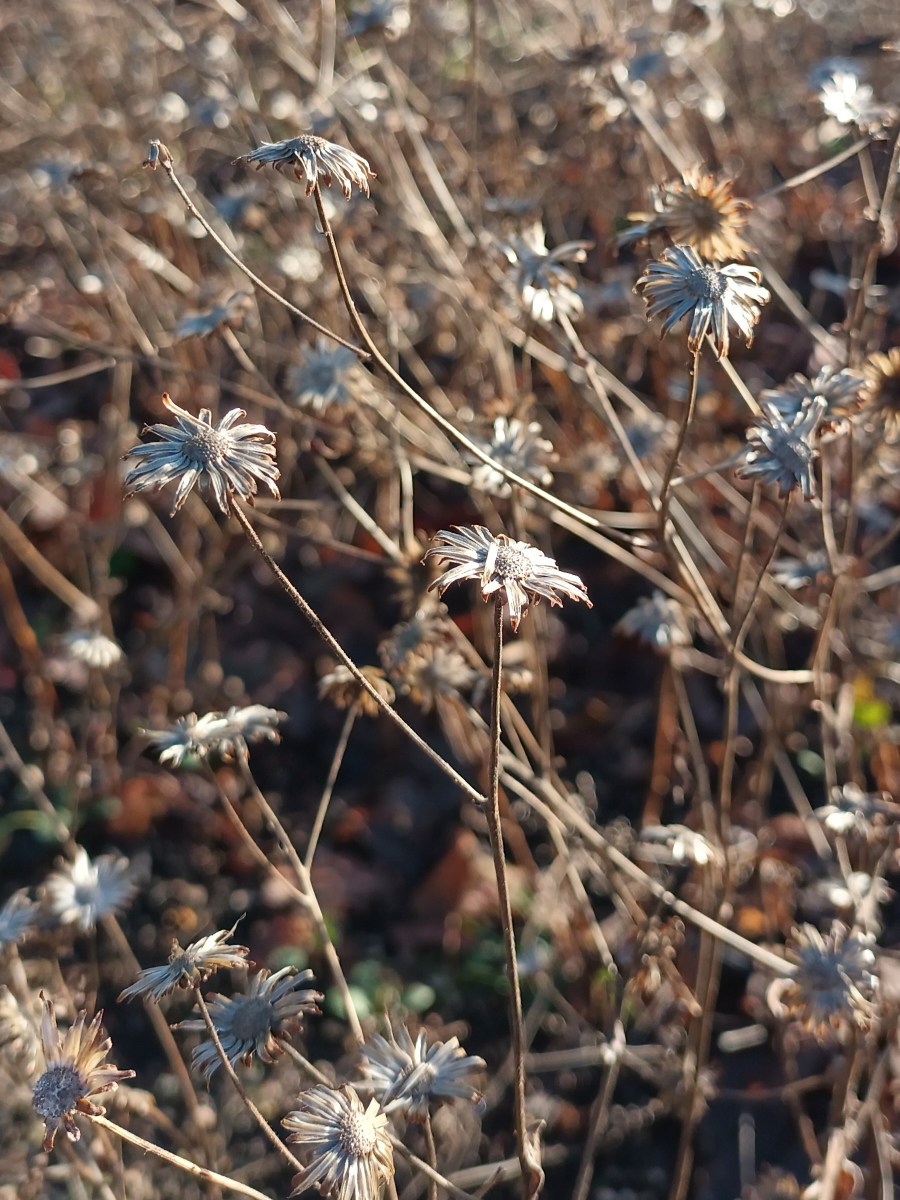 The Standing Seedheads