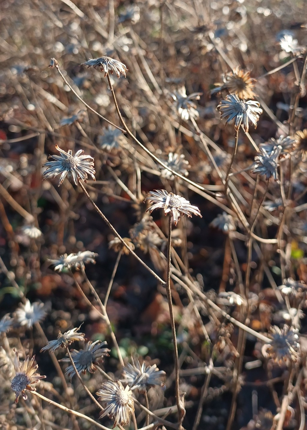 The Standing Seedheads