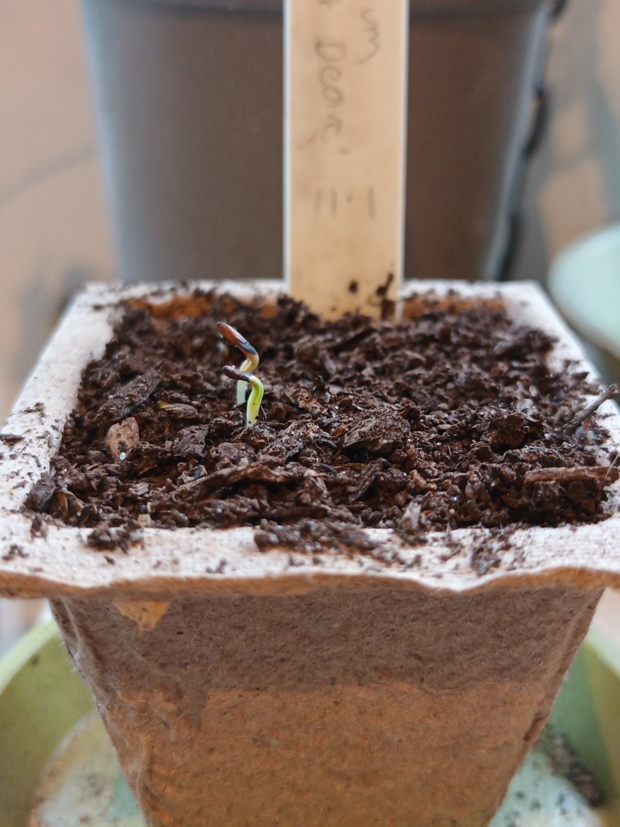 Early Morning Peering