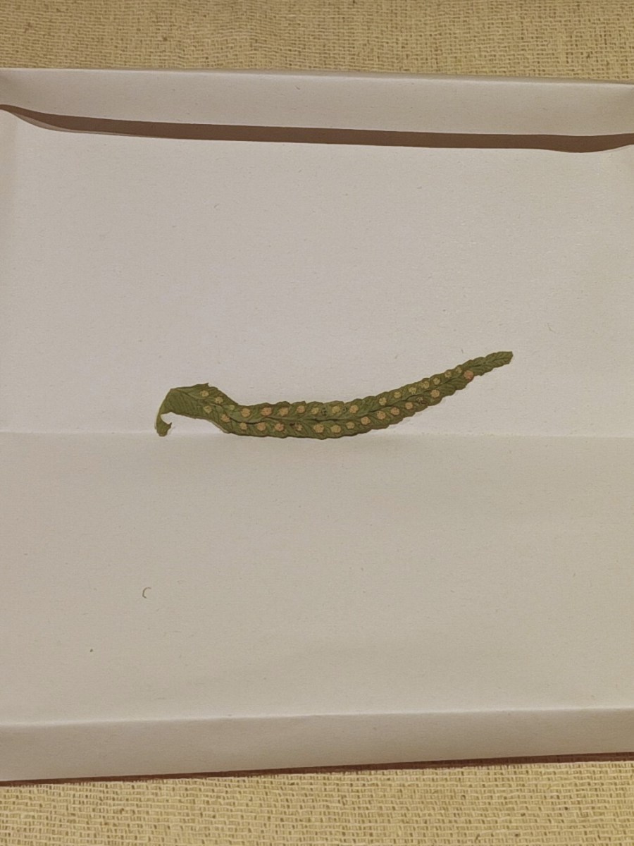 The Little Origami&nbsp;Folders