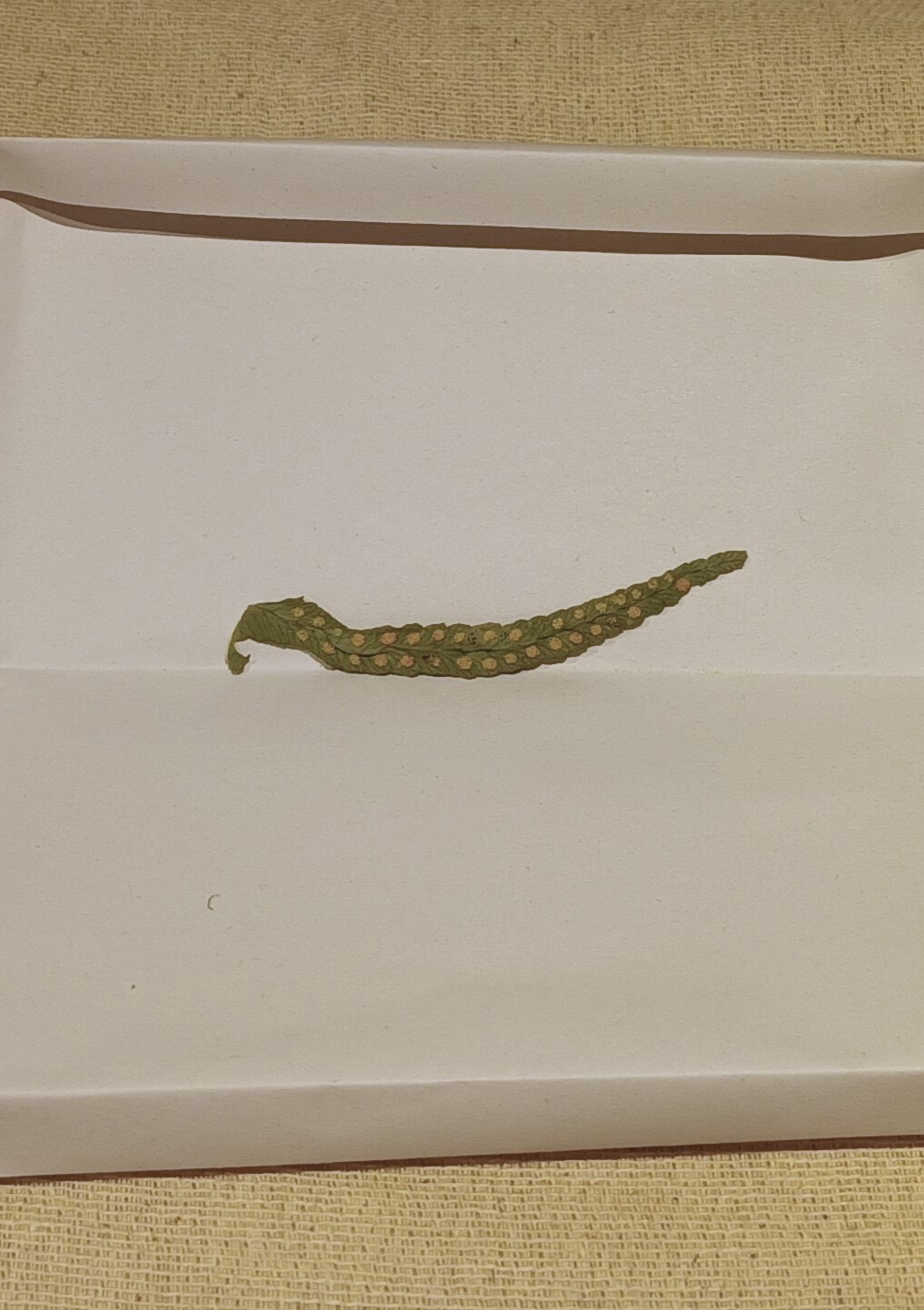 The Little Origami&nbsp;Folders