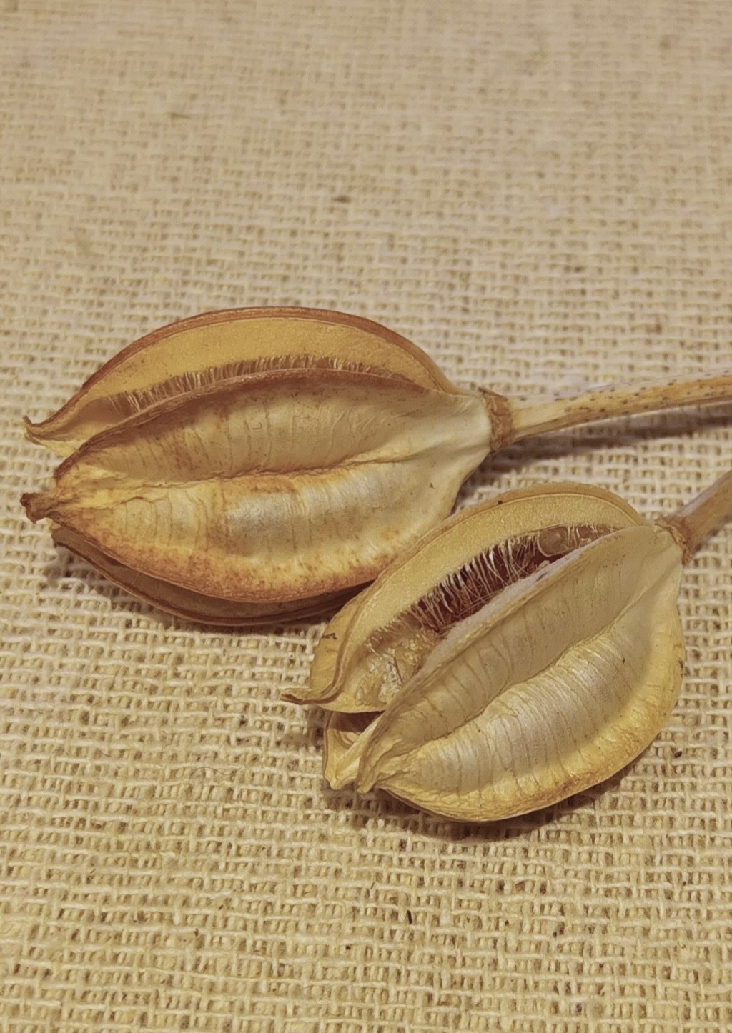 Two Paper-Headed Stems