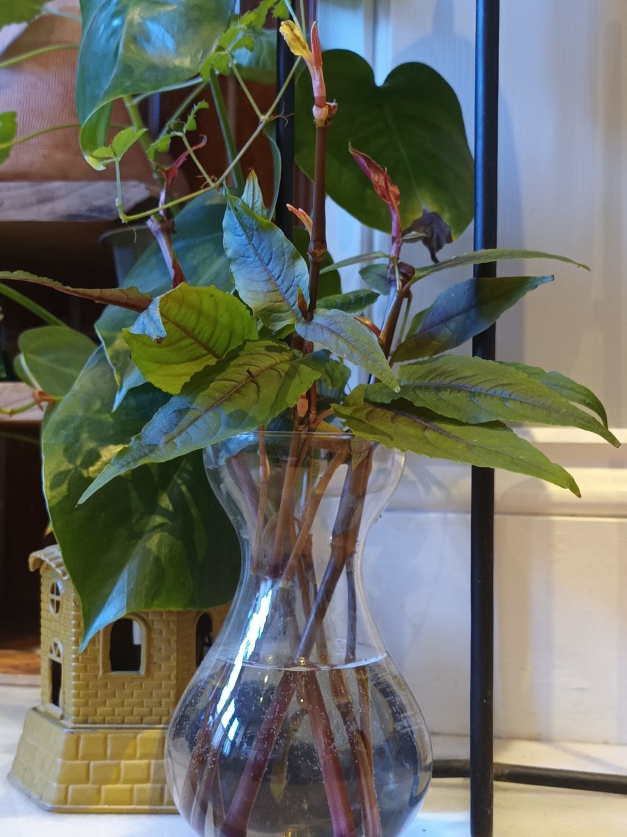 Cuttings in the Kitchen&nbsp;Sink