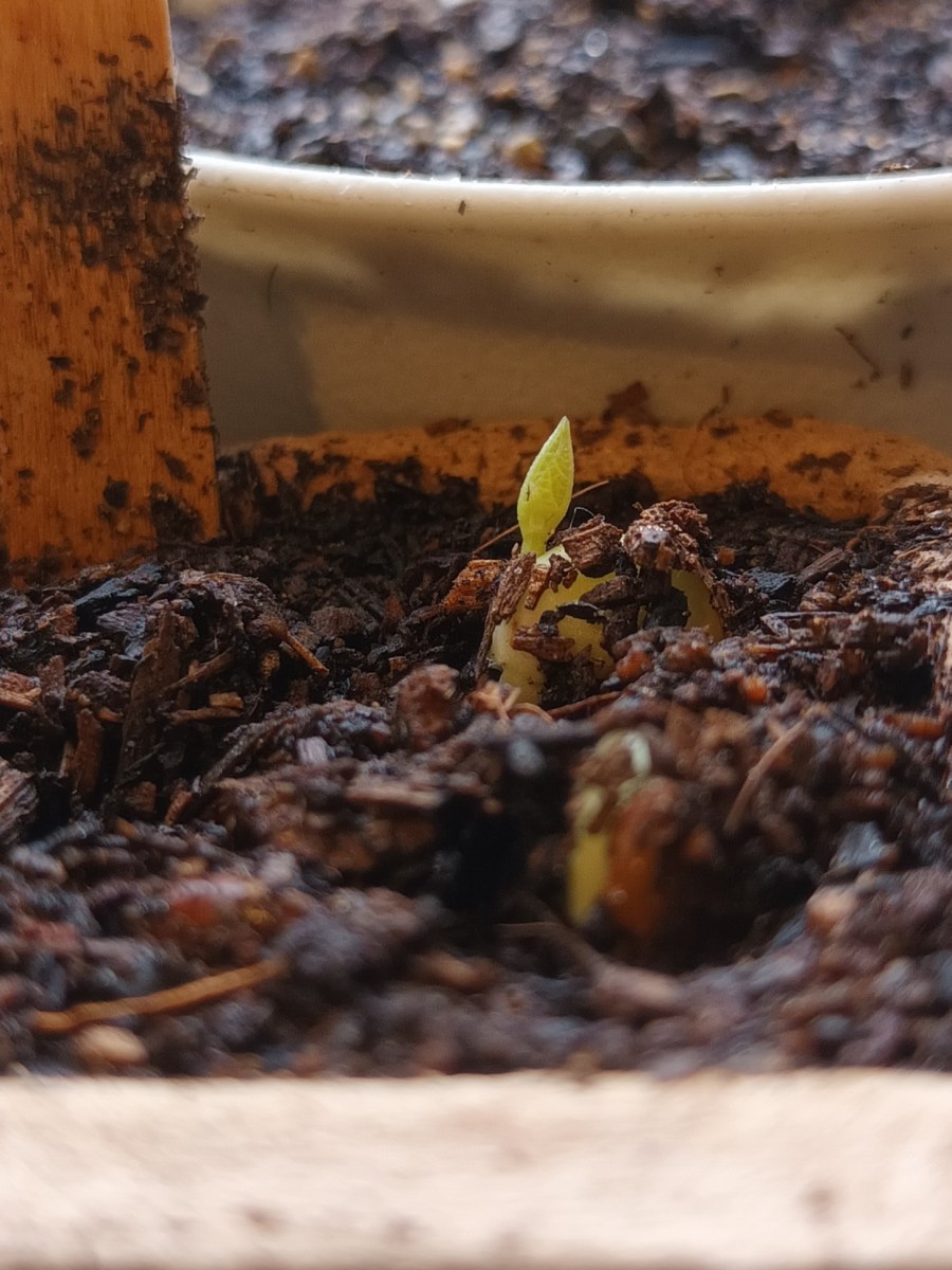 Twisting Out of the Soil with Very Little&nbsp;Bidding