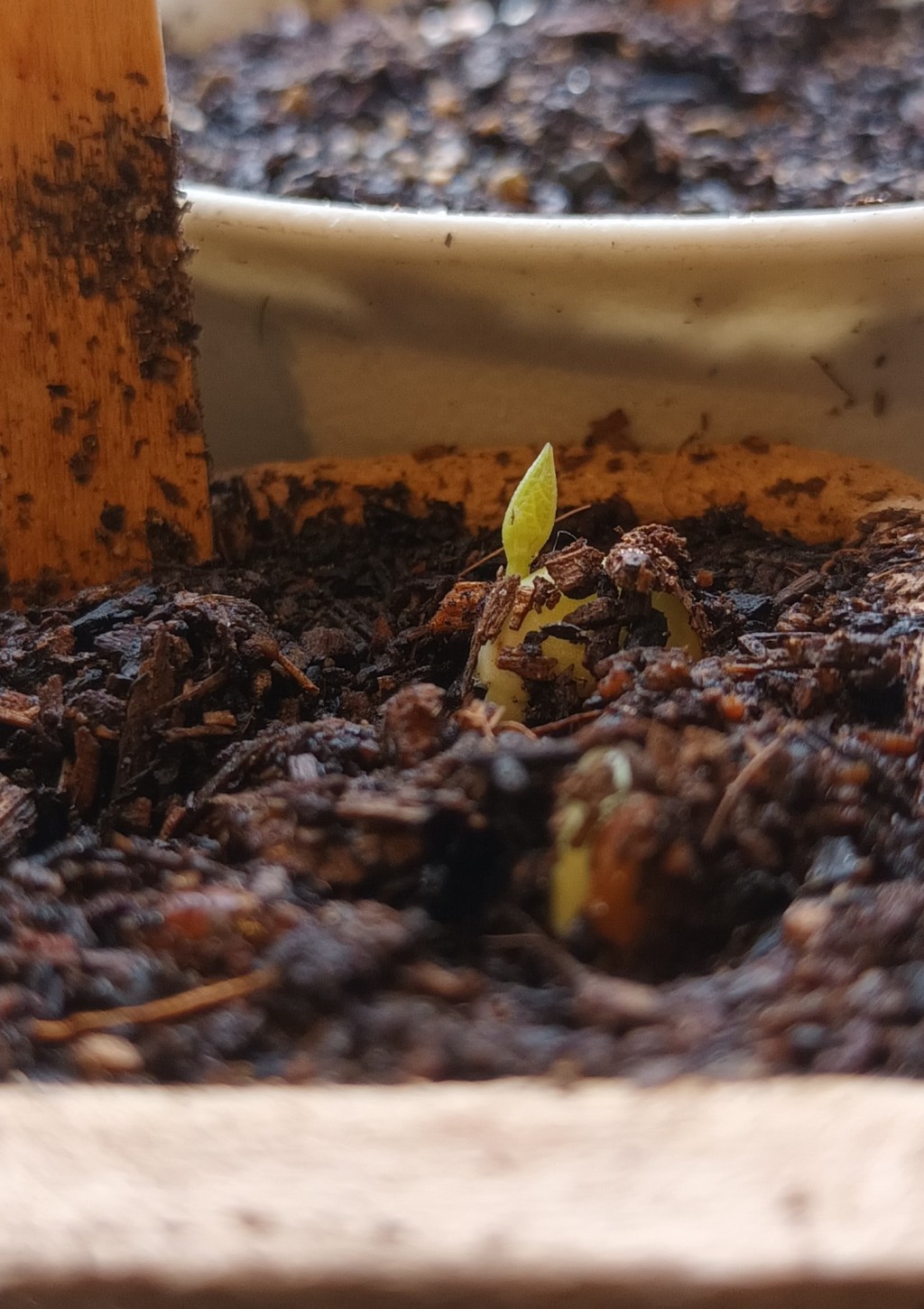 Twisting Out of the Soil with Very Little&nbsp;Bidding