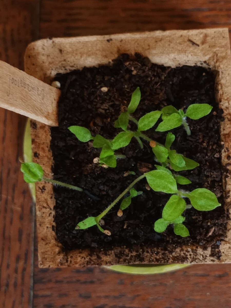 A Grey, Wet&nbsp;Passing