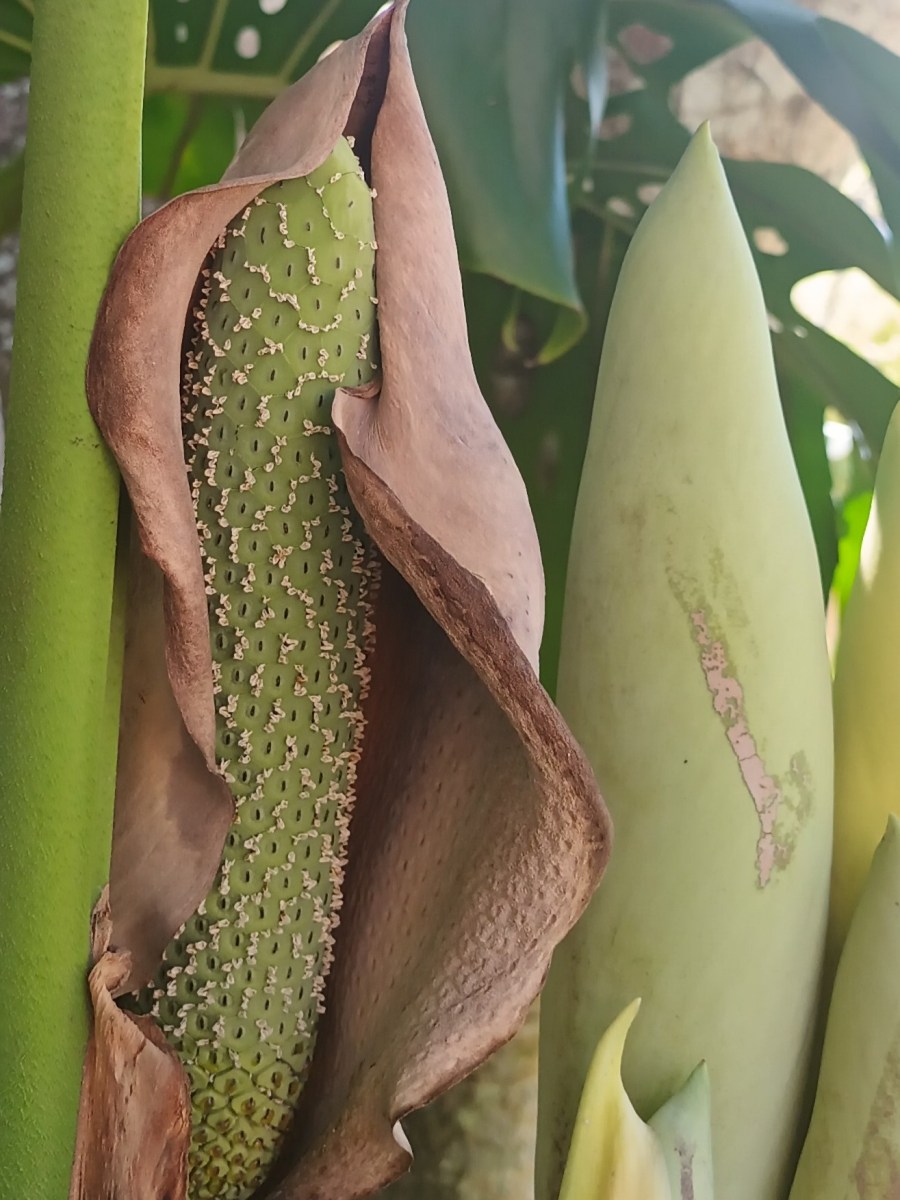 Spathe-wrapped and glaucous