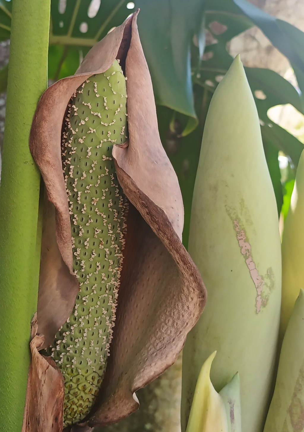 Spathe-wrapped and glaucous