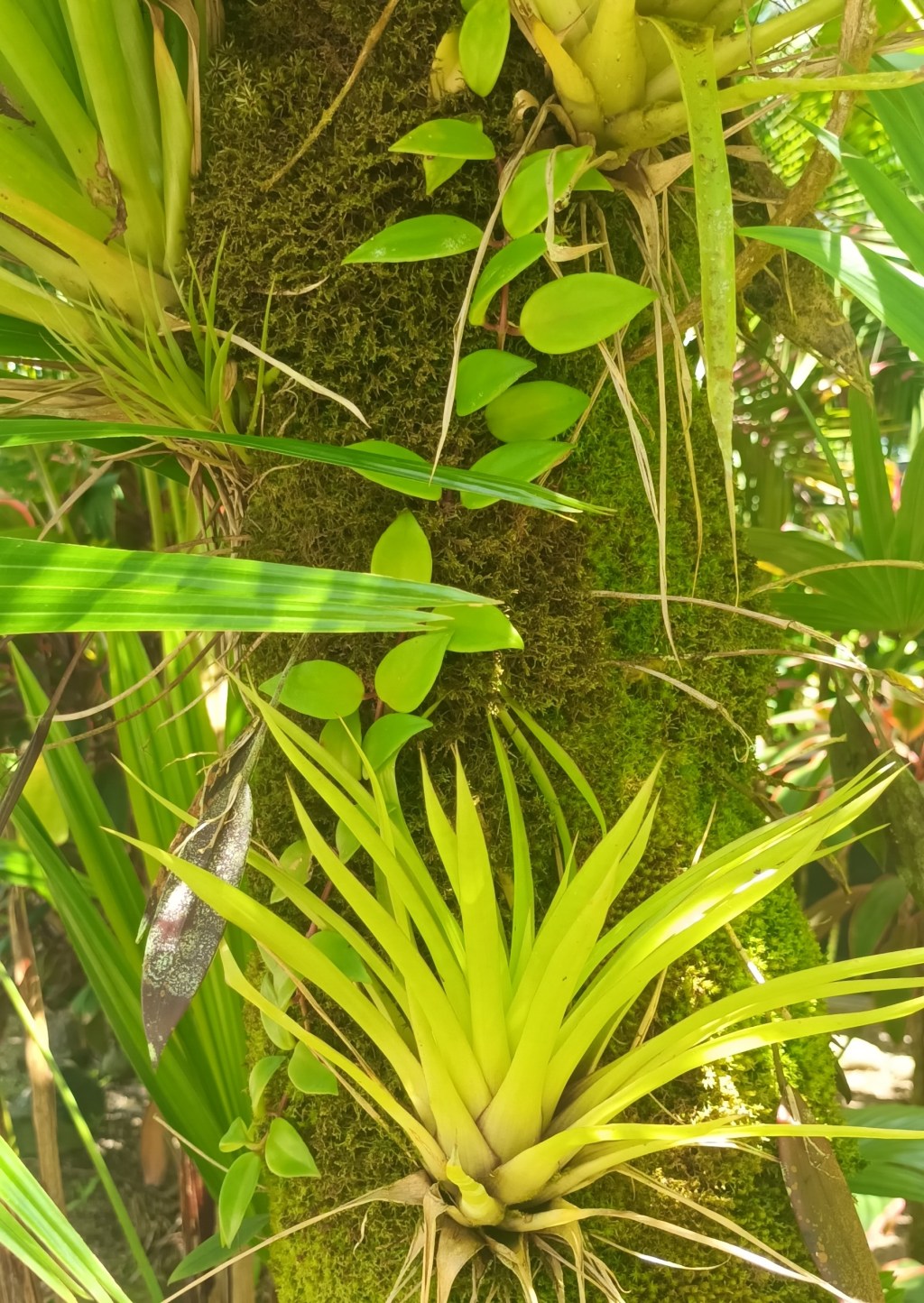 Opening Palely as the Sun Creeps&nbsp;Over