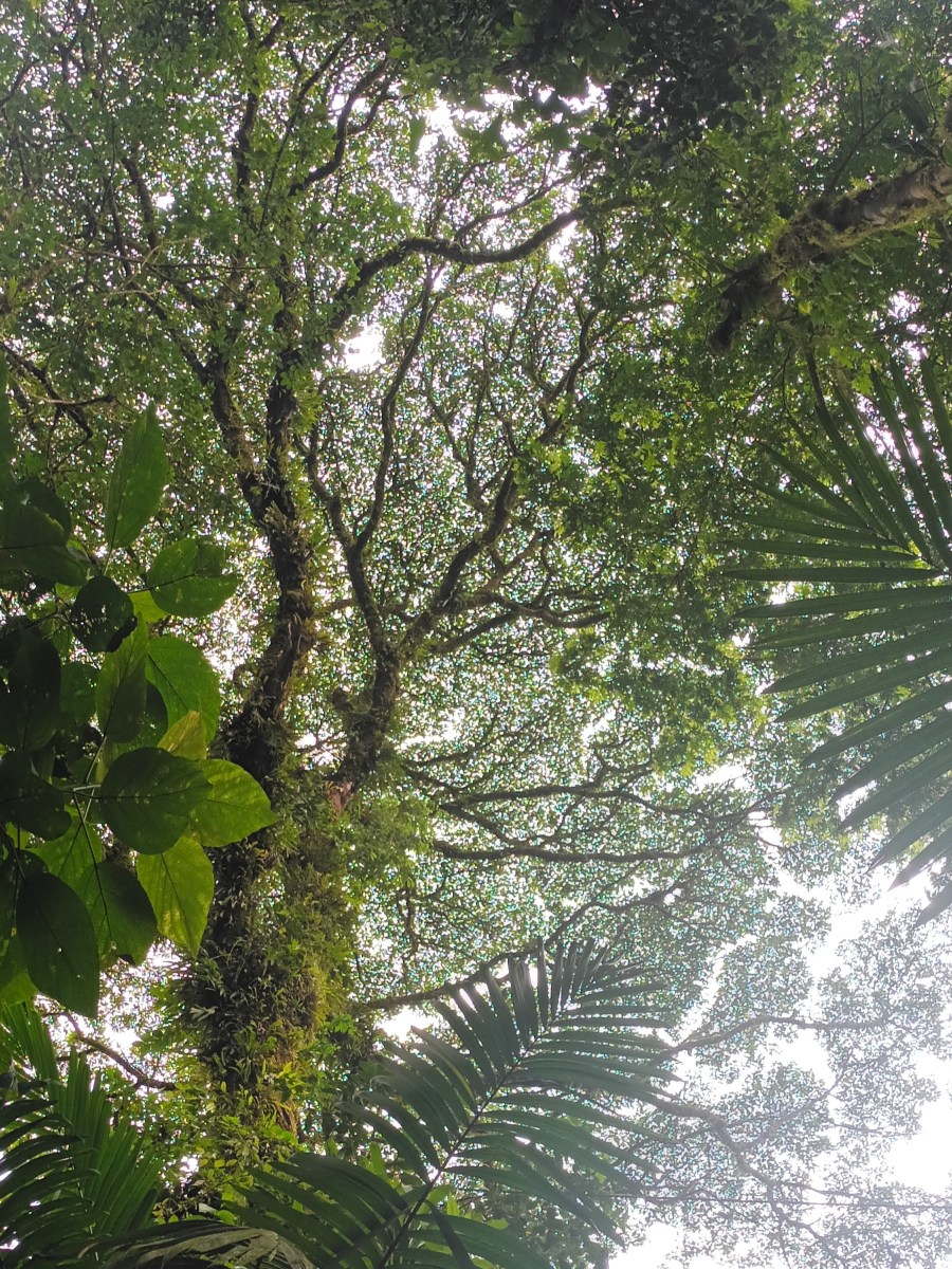 Furred up with&nbsp;ferns