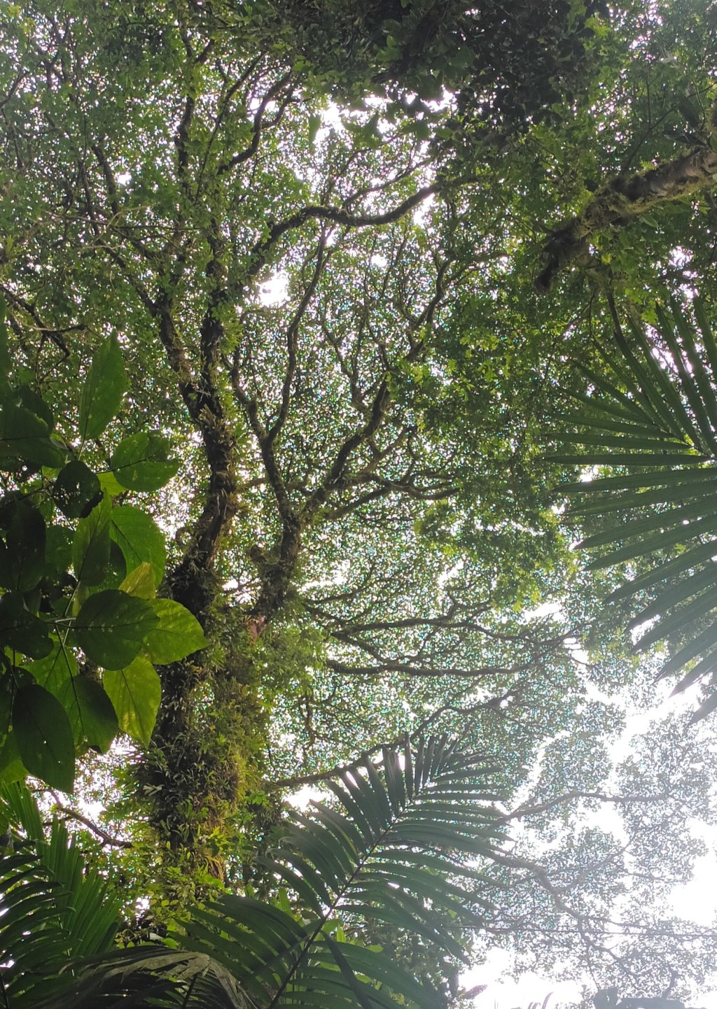 Furred up with&nbsp;ferns
