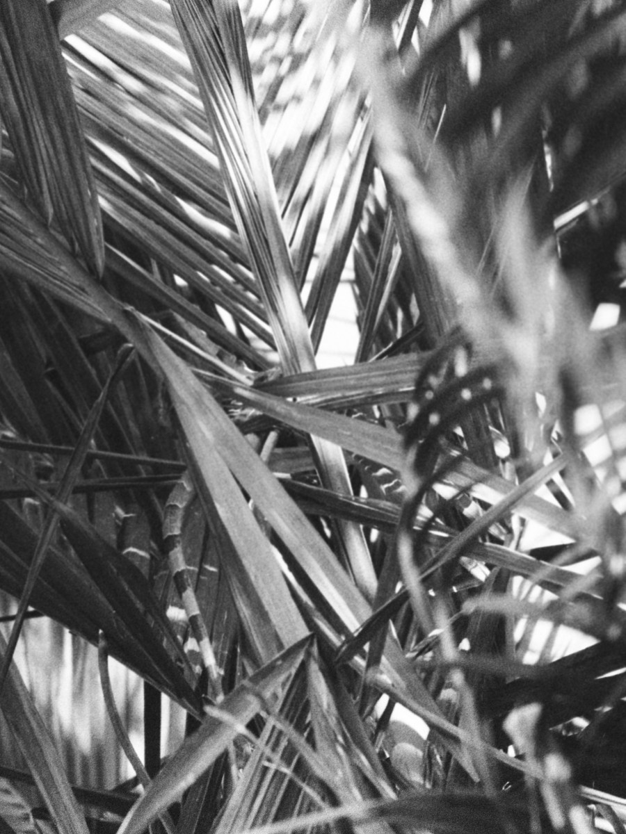 Iguanas in the Balsa&nbsp;Trees