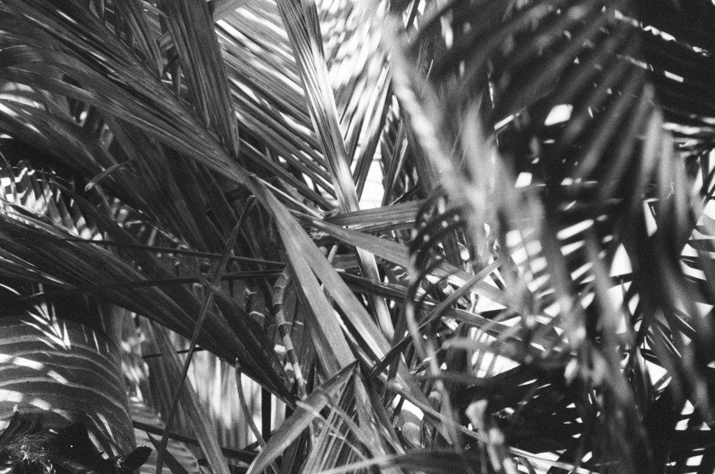 Iguanas in the Balsa&nbsp;Trees