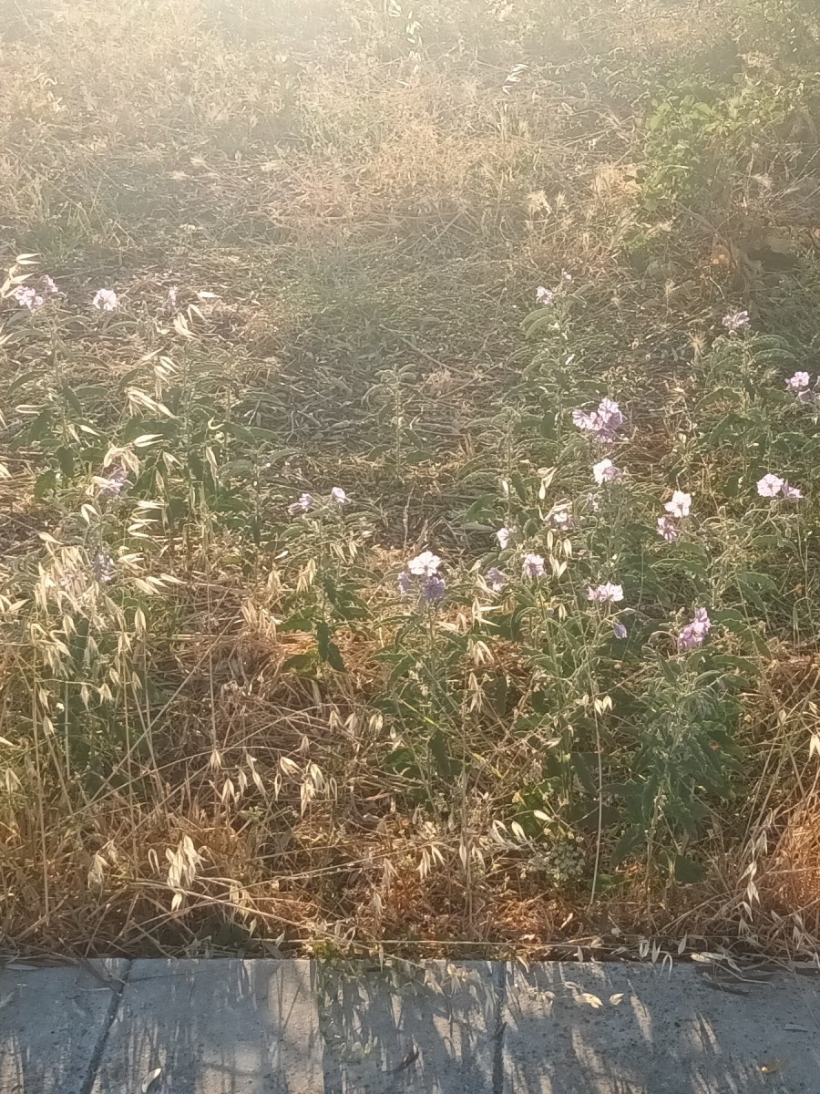 Streetside Flowers