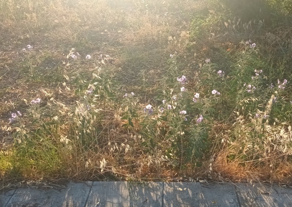 Streetside Flowers