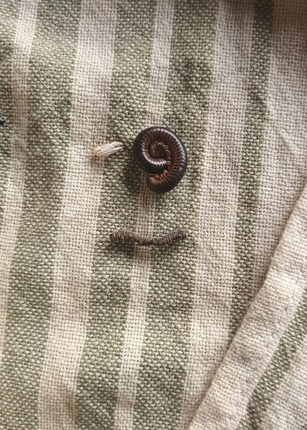 Millipedes and Sticks